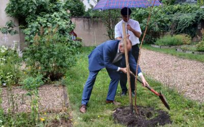 Retour sur la plantation du cinquième arbre pour la paix